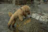 Arko (gest. Sommer 2001)